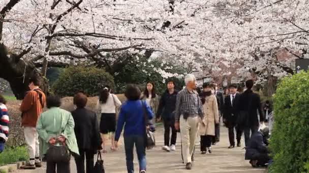 Cherry Blossom Tokióban Cseresznyevirág Tokióban Fényképezőgép Canon Eos — Stock videók