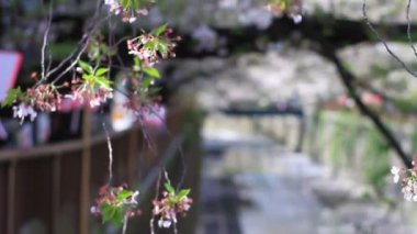 Tokyo kiraz çiçeği / onun Tokyo'da bir kiraz çiçeği. fotoğraf makinesi: Canon Eos 7d