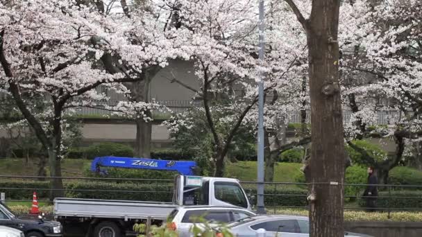 Cherry Blossom Tóquio Uma Flor Cereja Tóquio Câmera Canon Eos — Vídeo de Stock