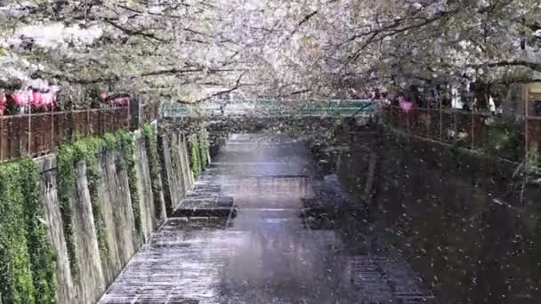 Kirschblüte Tokyo Its Eine Kirschblüte Tokyo Kamera Canon Eos — Stockvideo