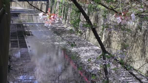Ανθισμένες Κερασιές Του Τόκιο Ένα Κεράσι Ανθίσει Στο Τόκιο Φωτογραφική — Αρχείο Βίντεο