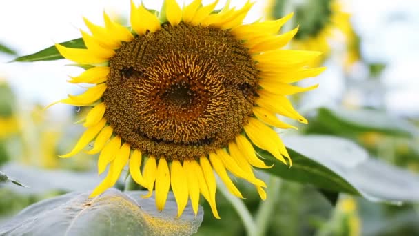 Zonnebloem Het Park Zijn Een Natuur Locatie Tokio Camera Canon — Stockvideo