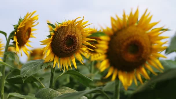 Sunflower in the park.  / Its a nature location in Tokyo. camera : Canon EOS 7D