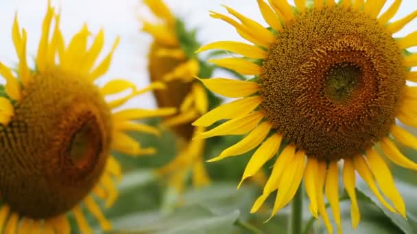 Girasole Nel Parco Una Posizione Naturale Tokyo Macchina Fotografica Canon — Video Stock