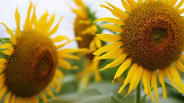 Girasole Nel Parco Una Posizione Naturale Tokyo Macchina Fotografica Canon — Video Stock