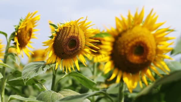 Tournesol dans le parc. / C'est un endroit nature à Tokyo. appareil photo : Canon EOS 7D 