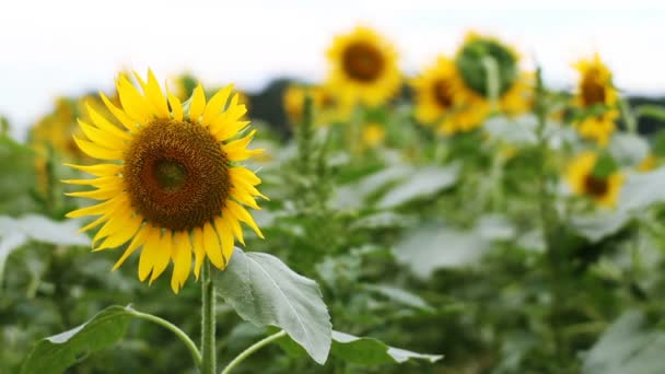 Girasole Nel Parco Una Posizione Naturale Tokyo Macchina Fotografica Canon — Video Stock