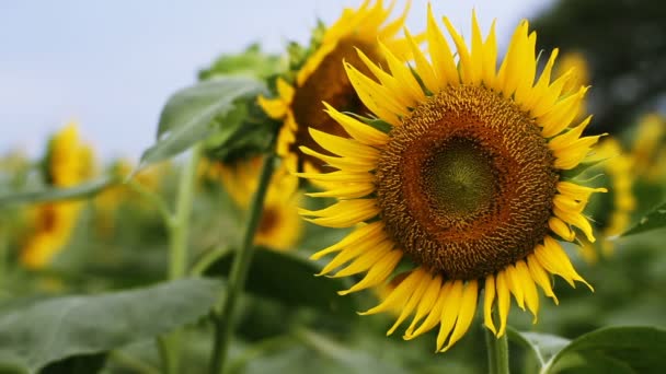 Tournesol Dans Parc Est Endroit Nature Tokyo Appareil Photo Canon — Video