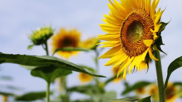 Girasole Nel Parco Una Posizione Naturale Tokyo Macchina Fotografica Canon — Video Stock