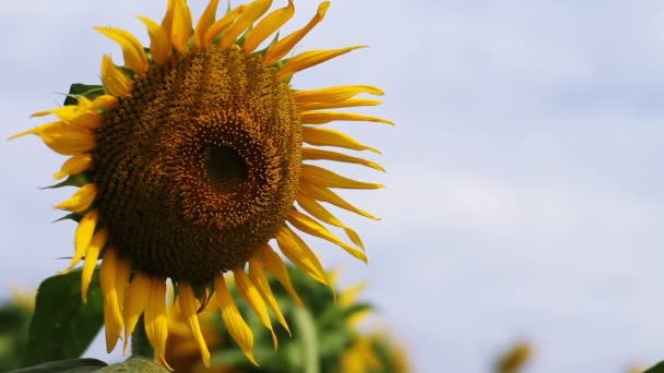 Girasol Parque Lugar Natural Tokio Cámara Canon Eos — Vídeo de stock