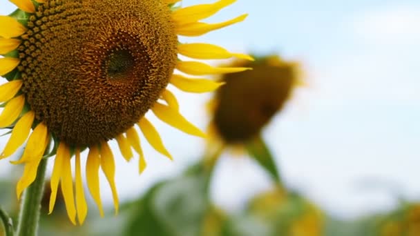 Girasol Parque Lugar Natural Tokio Cámara Canon Eos — Vídeos de Stock