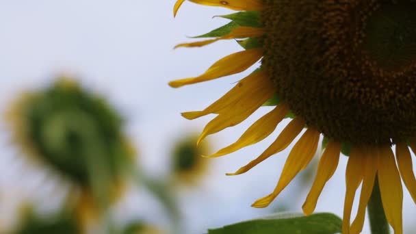 Tournesol Dans Parc Est Endroit Nature Tokyo Appareil Photo Canon — Video