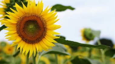 Ayçiçeği parkta. / Onun Tokyo doğa konum. fotoğraf makinesi: Canon Eos 7d