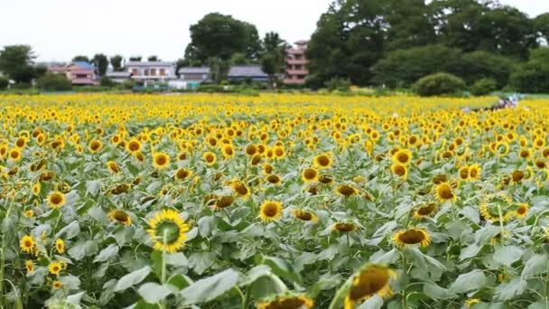 Tournesol dans le parc. / C'est un endroit nature à Tokyo. appareil photo : Canon EOS 7D 