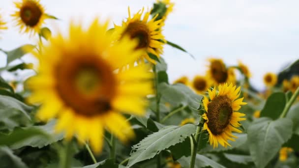 Girasole Nel Parco Una Posizione Naturale Tokyo Macchina Fotografica Canon — Video Stock