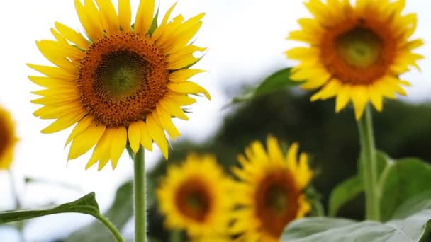 Girasole Nel Parco Una Posizione Naturale Tokyo Macchina Fotografica Canon — Video Stock