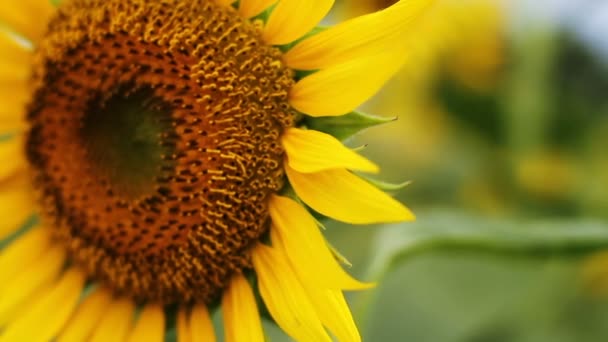 Tournesol dans le parc. / C'est un endroit nature à Tokyo. appareil photo : Canon EOS 7D 
