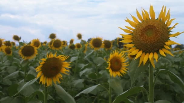 Sonnenblume Park Ist Ein Naturstandort Tokio Kamera Canon Eos — Stockvideo