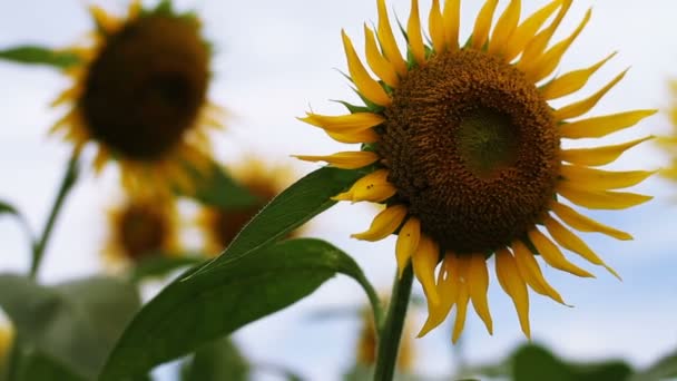 Tournesol Dans Parc Est Endroit Nature Tokyo Appareil Photo Canon — Video