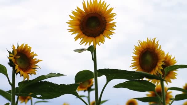 Sonnenblume Park Ist Ein Naturstandort Tokio Kamera Canon Eos — Stockvideo