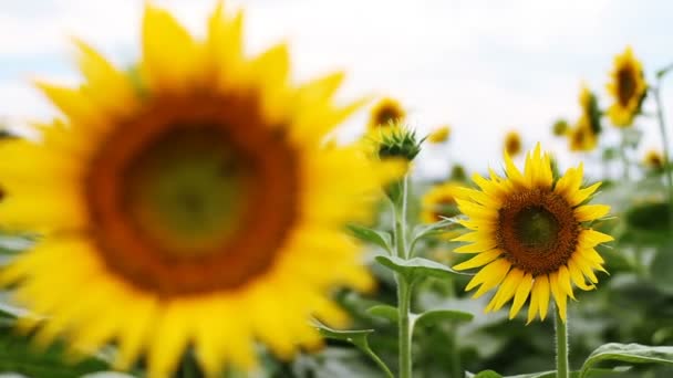 Girasol Parque Lugar Natural Tokio Cámara Canon Eos — Vídeo de stock