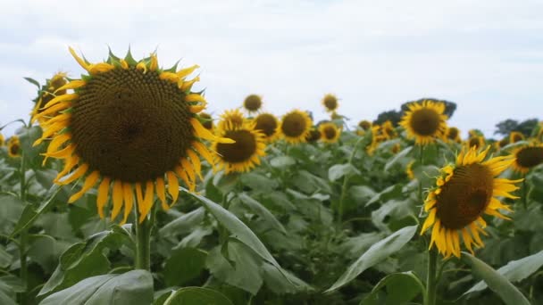 Tournesol Dans Parc Est Endroit Nature Tokyo Appareil Photo Canon — Video