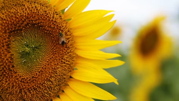 Tournesol dans le parc. / C'est un endroit nature à Tokyo. appareil photo : Canon EOS 7D 