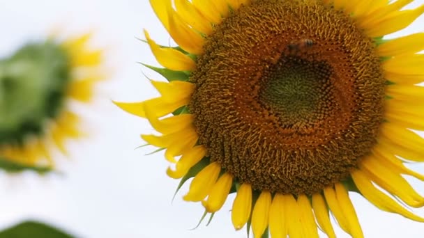 Sonnenblume Park Ist Ein Naturstandort Tokio Kamera Canon Eos — Stockvideo