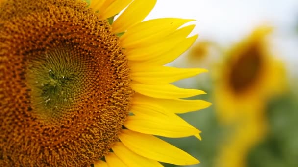 Tournesol Dans Parc Est Endroit Nature Tokyo Appareil Photo Canon — Video