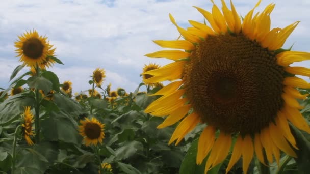 Tournesol dans le parc. / C'est un endroit nature à Tokyo. appareil photo : Canon EOS 7D 