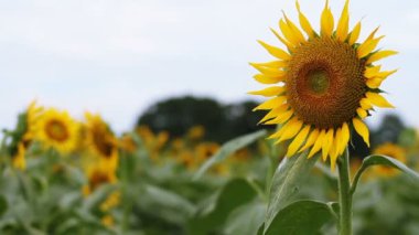 Ayçiçeği parkta. / Onun Tokyo doğa konum. fotoğraf makinesi: Canon Eos 7d