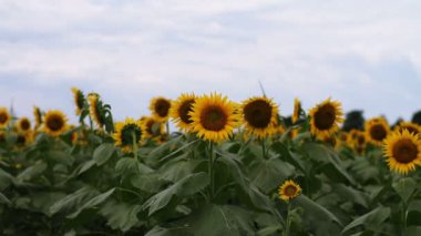 Ayçiçeği parkta. / Onun Tokyo doğa konum. fotoğraf makinesi: Canon Eos 7d