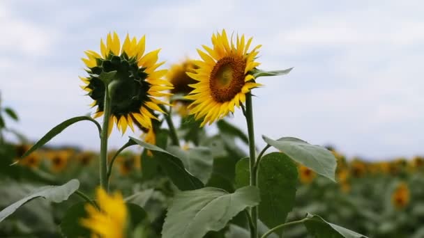 Girasole Nel Parco Una Posizione Naturale Tokyo Macchina Fotografica Canon — Video Stock