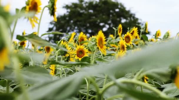 Girasole Nel Parco Una Posizione Naturale Tokyo Macchina Fotografica Canon — Video Stock