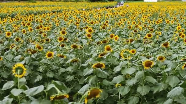 Ayçiçeği Parkta Onun Tokyo Doğa Konum Fotoğraf Makinesi Canon Eos — Stok video