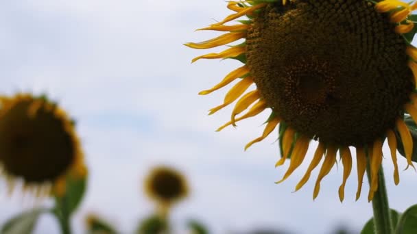 Соняшник Парку Природа Розташування Токіо Камери Canon Eos — стокове відео