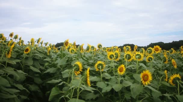 Tournesol dans le parc. / C'est un endroit nature à Tokyo. appareil photo : Canon EOS 7D 