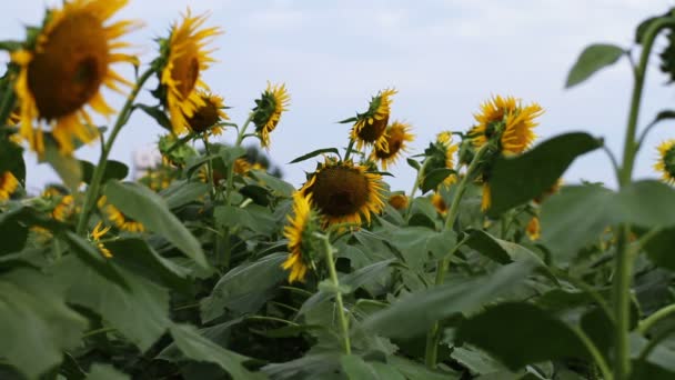 Zonnebloem Het Park Zijn Een Natuur Locatie Tokio Camera Canon — Stockvideo