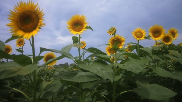 向日葵在公园里 它在东京的自然位置 摄像头 Eos — 图库视频影像