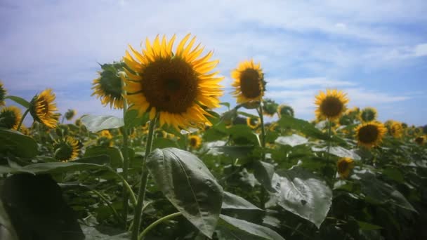 Sunflower Park Its Nature Location Tokyo Camera Canon Eos — Stock Video