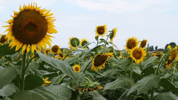 Girasole Nel Parco Una Posizione Naturale Tokyo Macchina Fotografica Canon — Video Stock