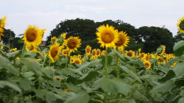 Girasole Nel Parco Una Posizione Naturale Tokyo Macchina Fotografica Canon — Video Stock