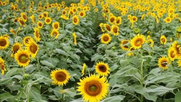 Girasol Parque Lugar Natural Tokio Cámara Canon Eos — Vídeos de Stock