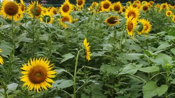 Sunflower Park Its Nature Location Tokyo Camera Canon Eos — Stock Video