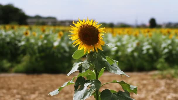 Tournesol Dans Parc Est Endroit Nature Tokyo Appareil Photo Canon — Video