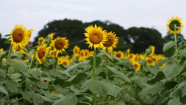 Zonnebloem Het Park Zijn Een Natuur Locatie Tokio Camera Canon — Stockvideo