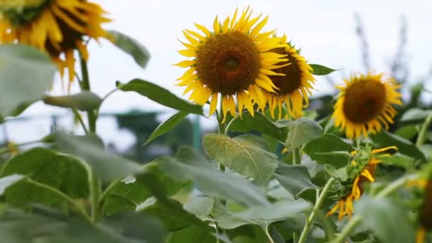 Sonnenblume Park Ist Ein Naturstandort Tokio Kamera Canon Eos — Stockvideo
