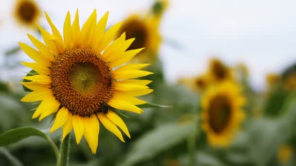 Girasole Nel Parco Una Posizione Naturale Tokyo Macchina Fotografica Canon — Video Stock