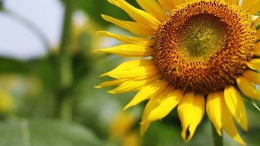 Ayçiçeği parkta. / Onun Tokyo doğa konum. fotoğraf makinesi: Canon Eos 7d