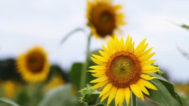 Ayçiçeği parkta. / Onun Tokyo doğa konum. fotoğraf makinesi: Canon Eos 7d